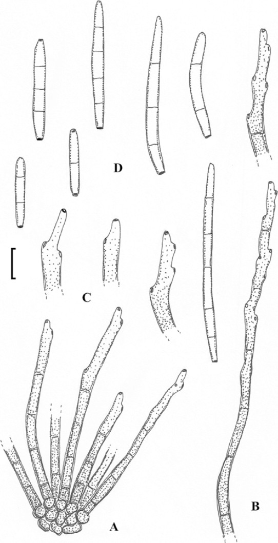 Fig. 26