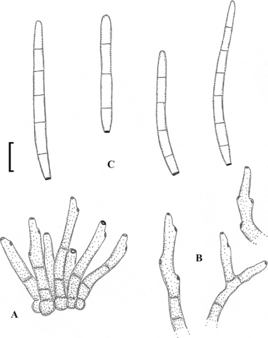 Fig. 29