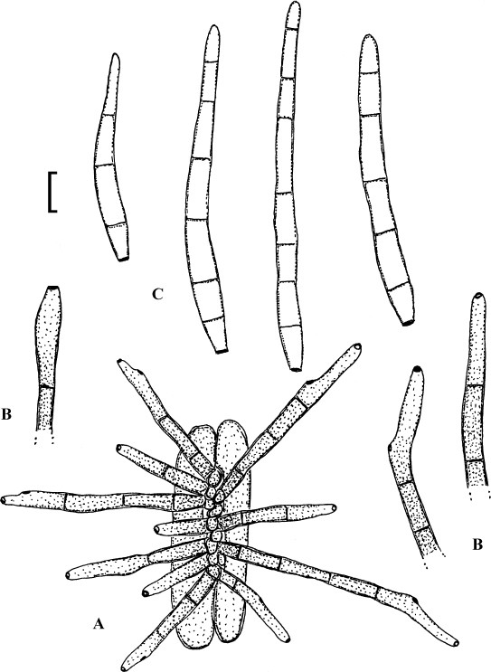 Fig. 34