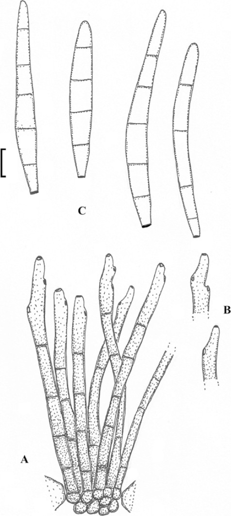 Fig. 35