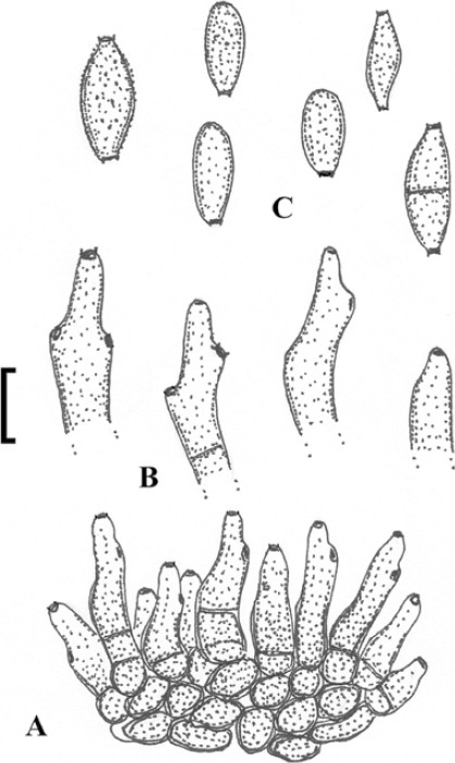 Fig. 37