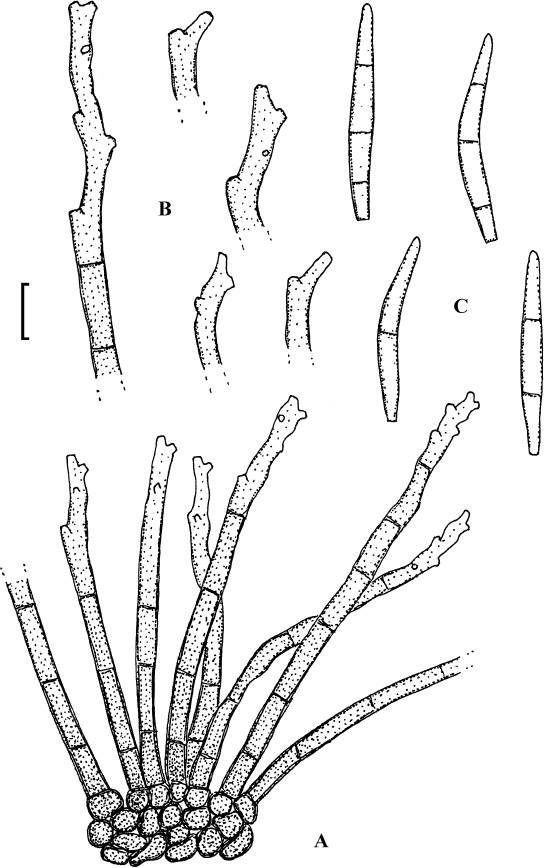 Fig. 38