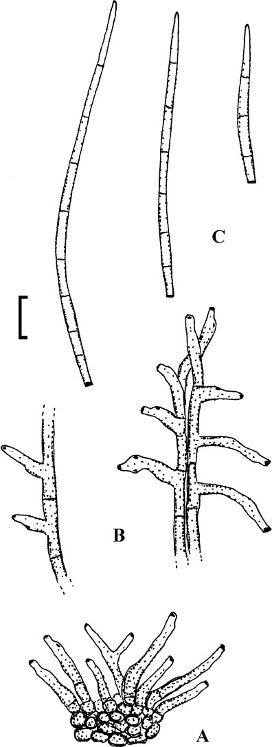 Fig. 40