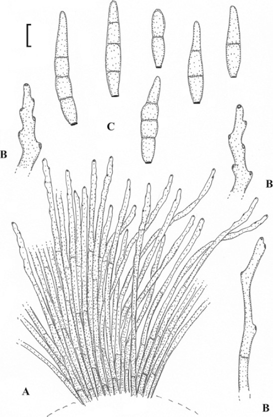 Fig. 44