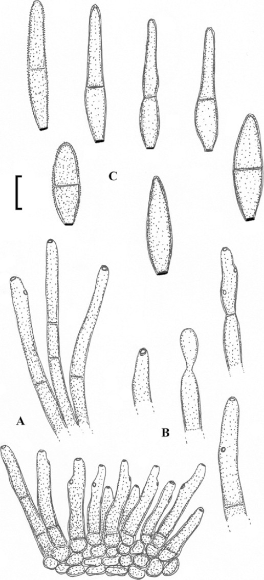 Fig. 48