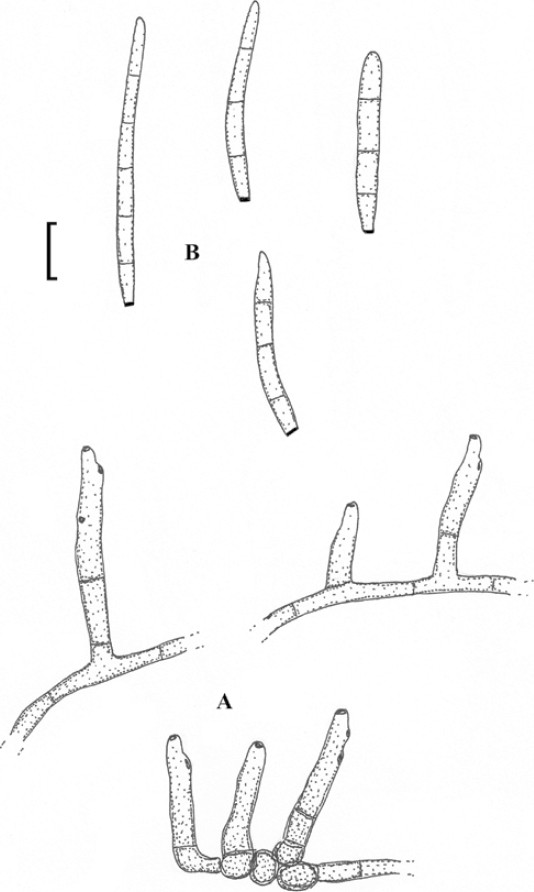 Fig. 49