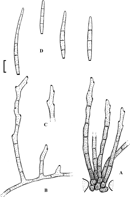 Fig. 50