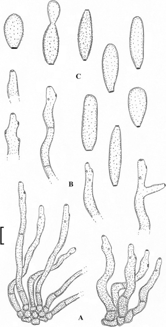 Fig. 51