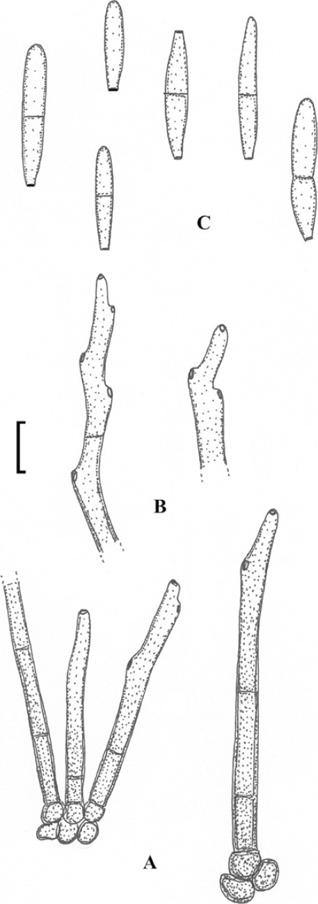 Fig. 55