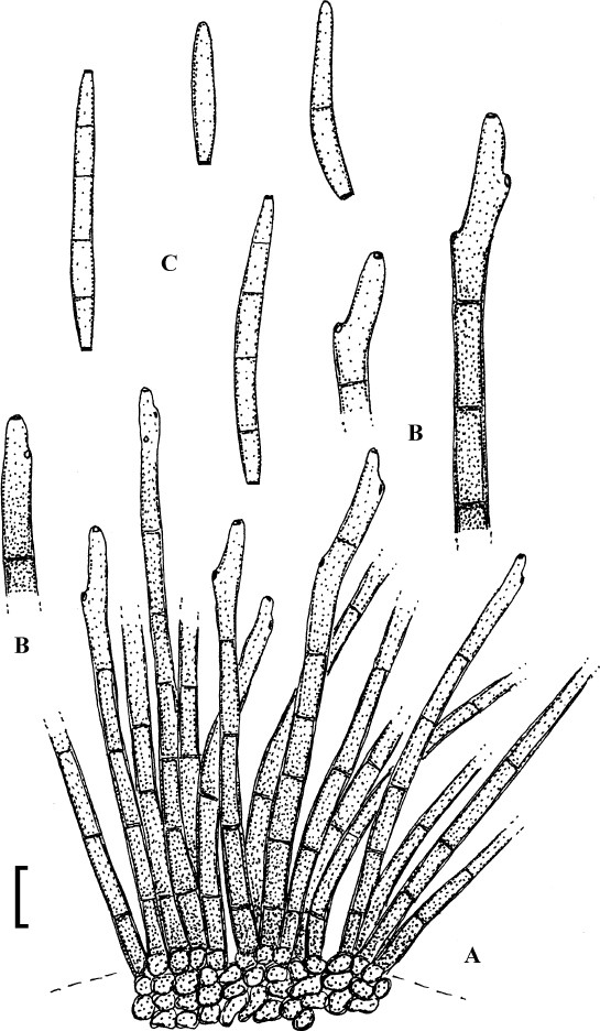 Fig. 56