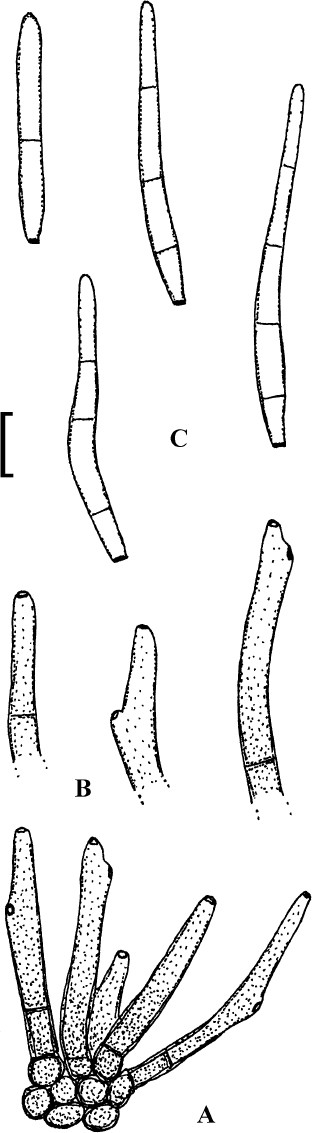 Fig. 6