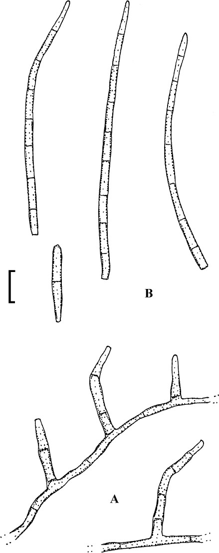 Fig. 65