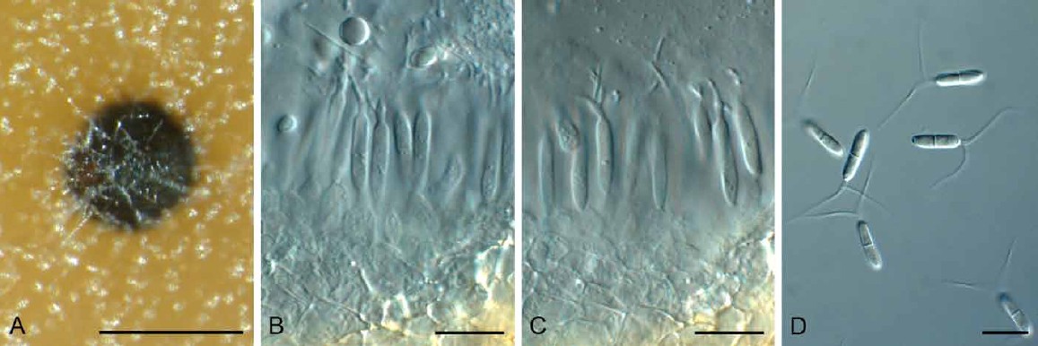 Fig. 15