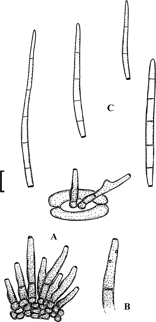 Fig. 11