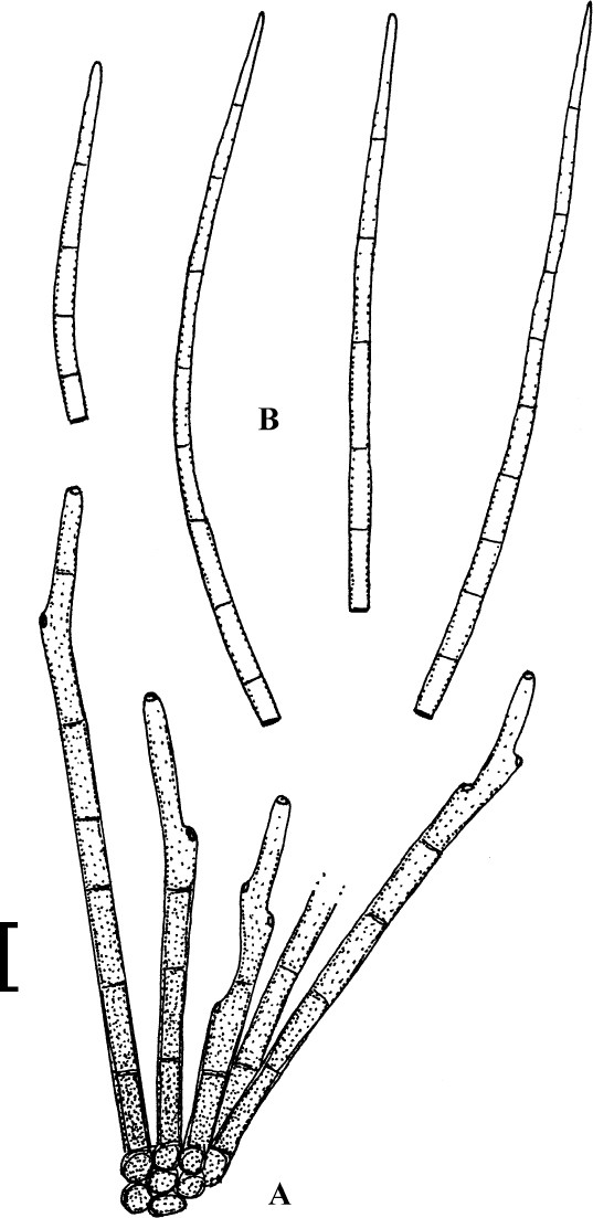 Fig. 16