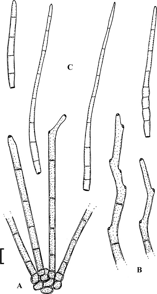 Fig. 18