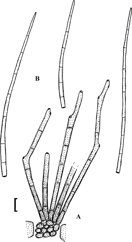 Fig. 19