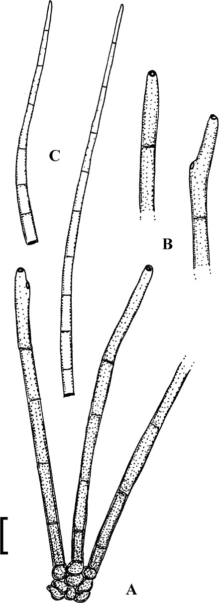 Fig. 2