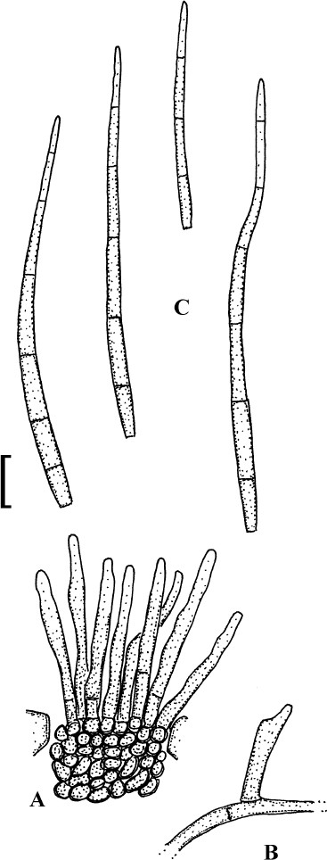 Fig. 22