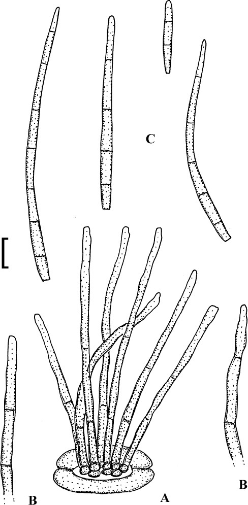 Fig. 23