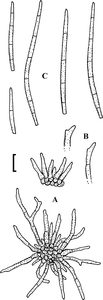 Fig. 30