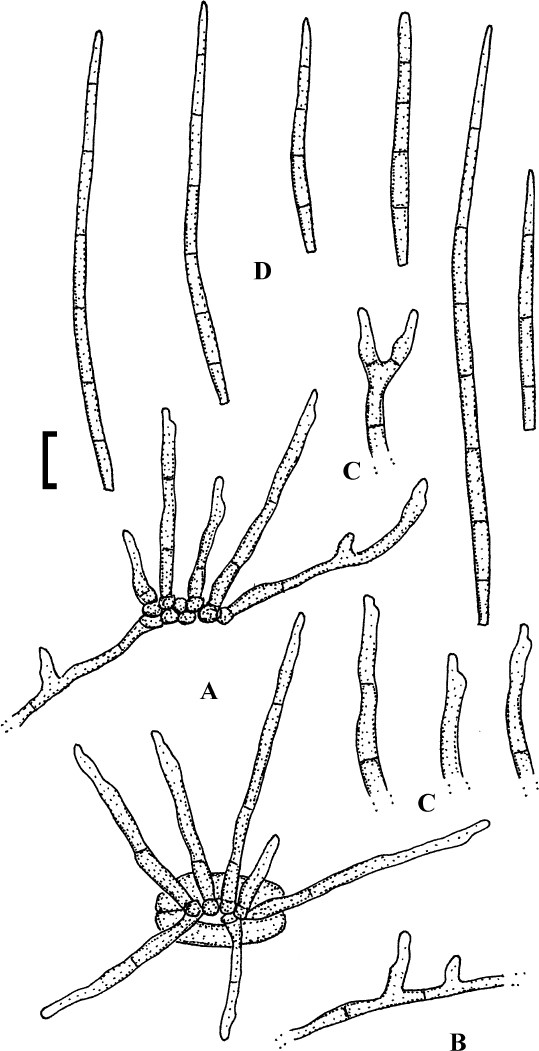 Fig. 35