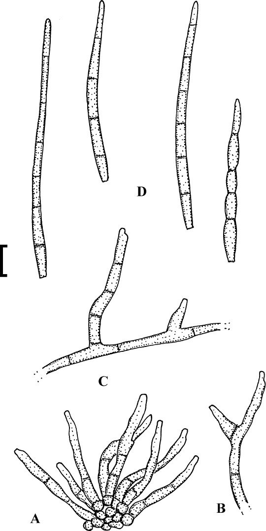 Fig. 36