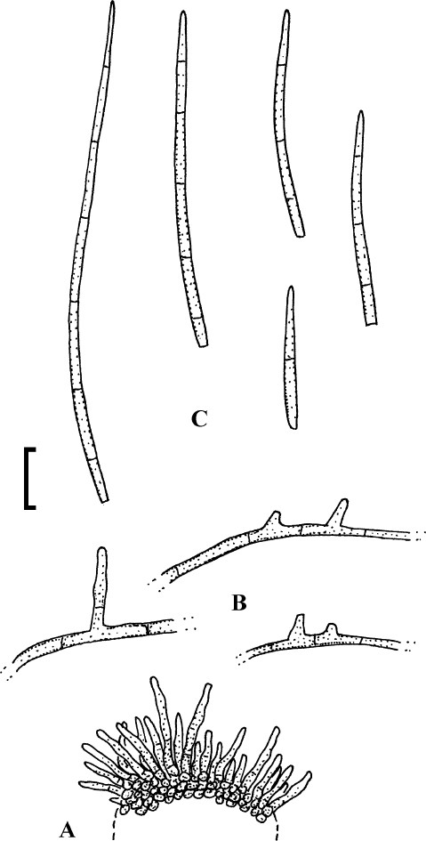 Fig. 42