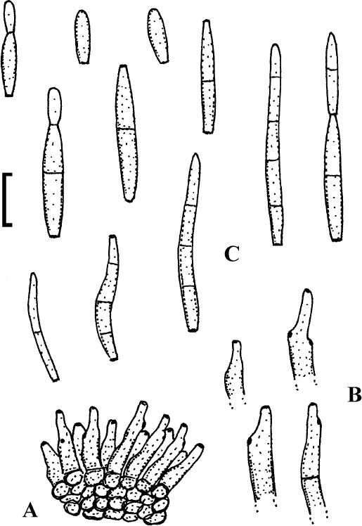 Fig. 47