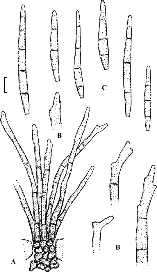 Fig. 48