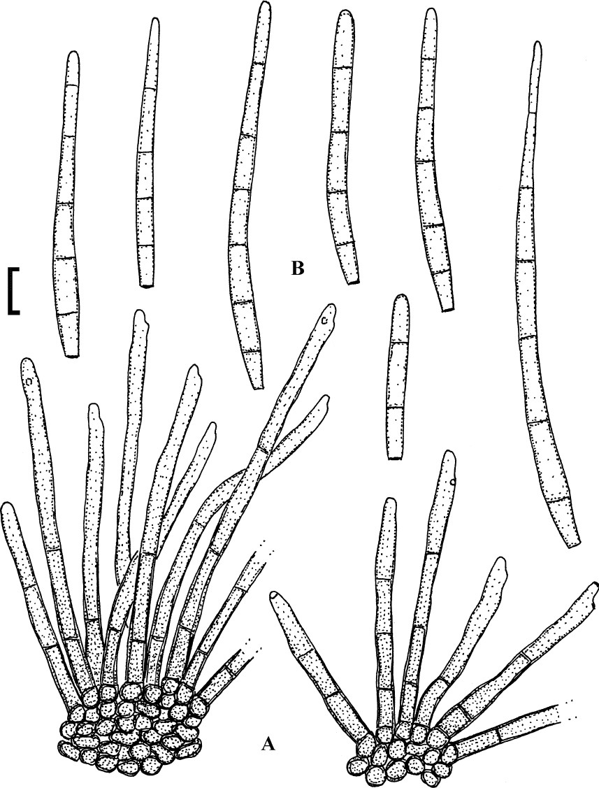 Fig. 49