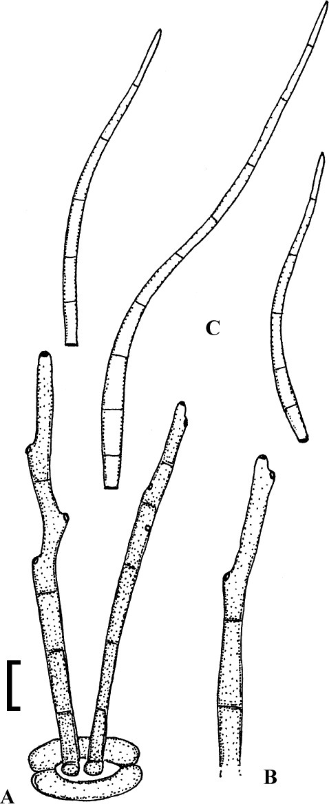 Fig. 5