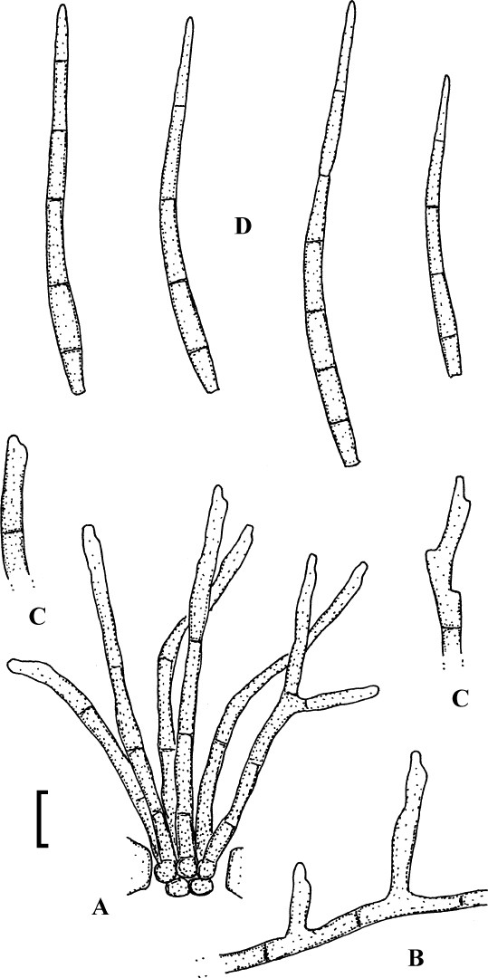 Fig. 50