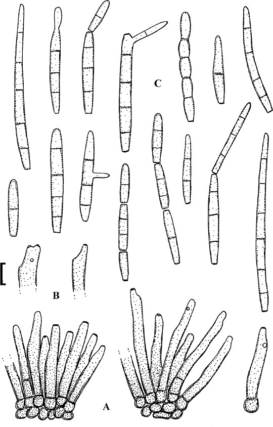 Fig. 51