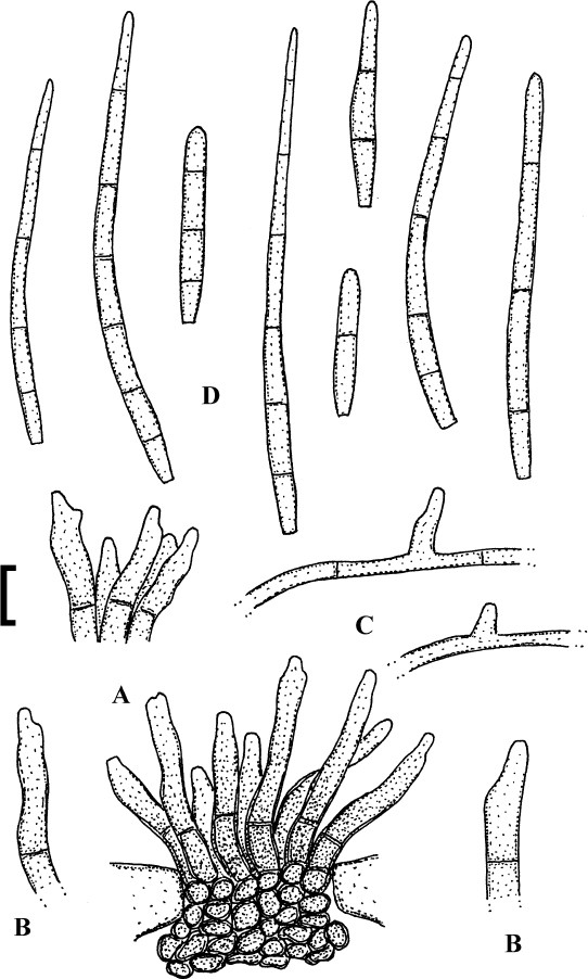 Fig. 52