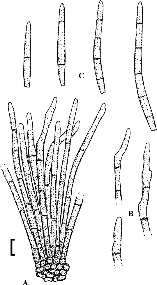 Fig. 55