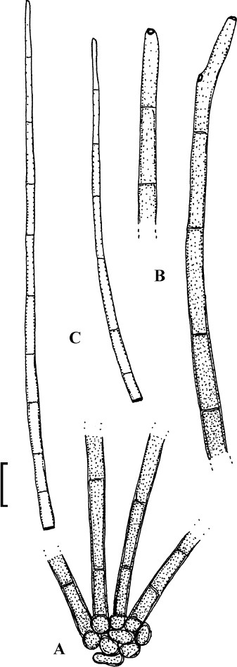 Fig. 59