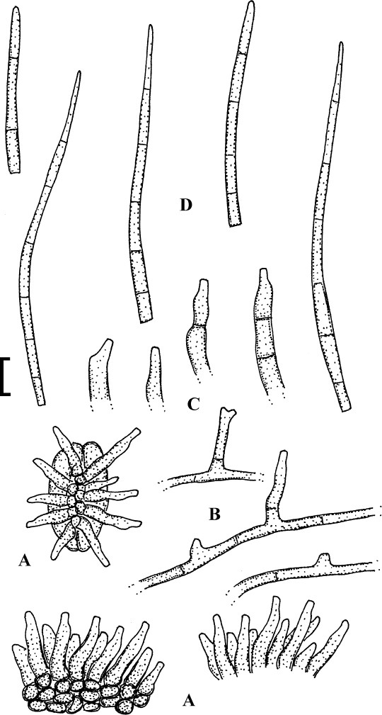 Fig. 62