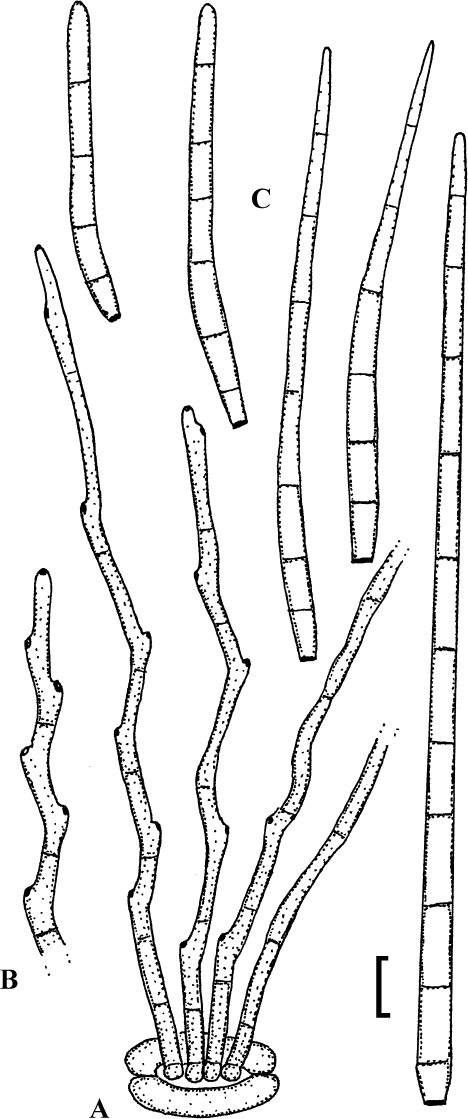 Fig. 65