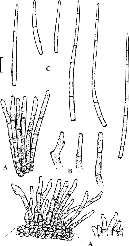 Fig. 67