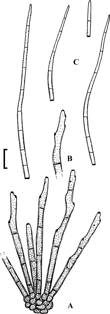 Fig. 69