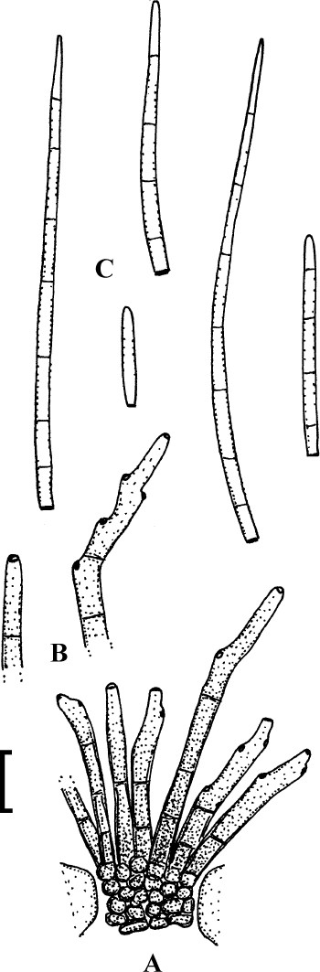 Fig. 72