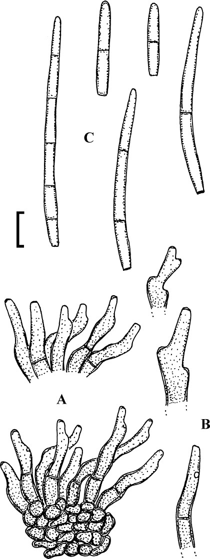Fig. 73