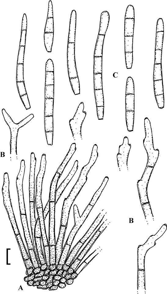 Fig. 74