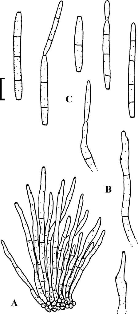 Fig. 76