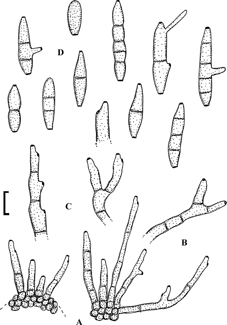 Fig. 77