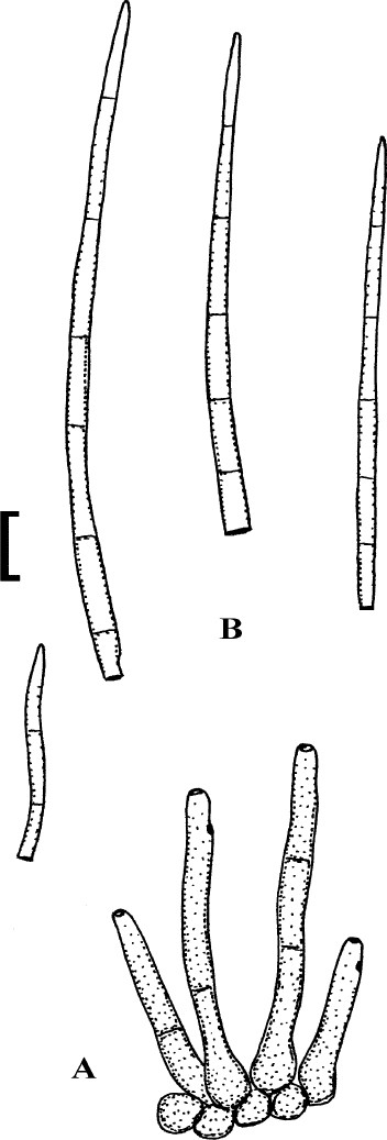 Fig. 8