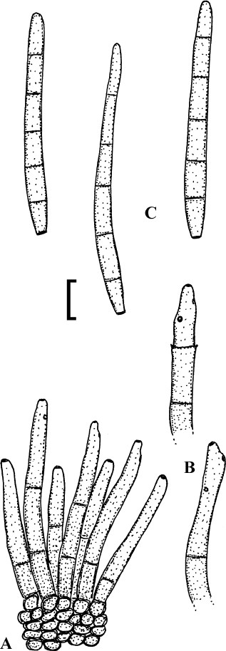 Fig. 80