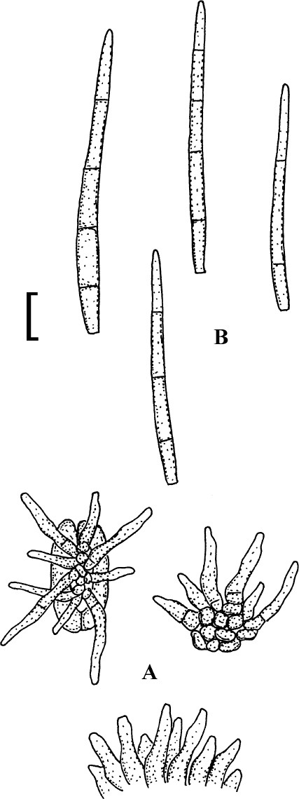 Fig. 85