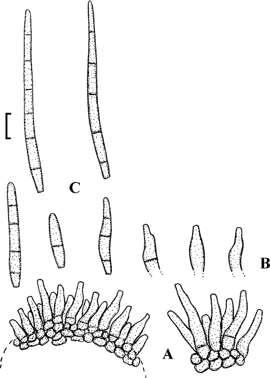 Fig. 87